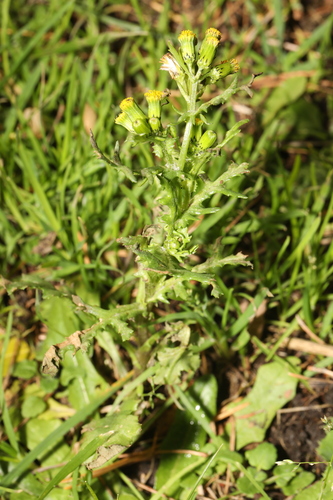 Senecio vulgaris observed 2026-10-28