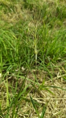 Aegilops triuncialis