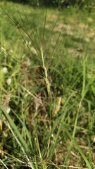 Aegilops triuncialis