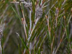 Melaleuca uncinata