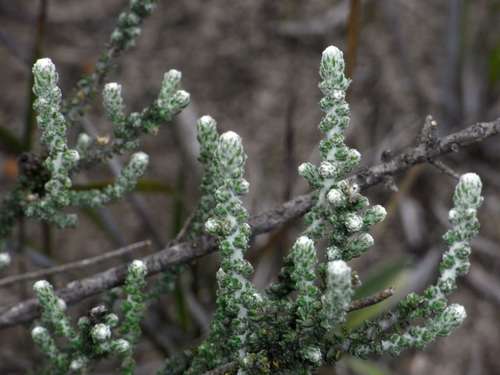 Image of Olearia lepidophylla by (c) Russell Best, some rights reserved (CC BY)