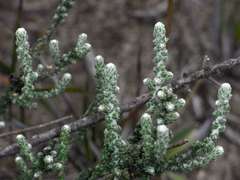 Olearia lepidophylla