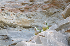 Myiopsitta monachus luchsi