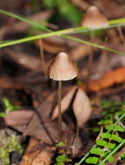 Mycena albidofusca
