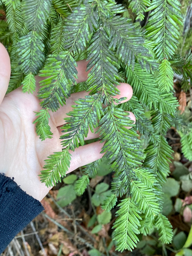 Sequoia sempervirens observed 2026-10-28