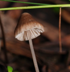Mycena albidofusca
