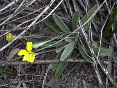 Goodenia willisiana