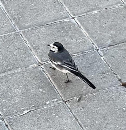 Motacilla alba observed 2026-10-28