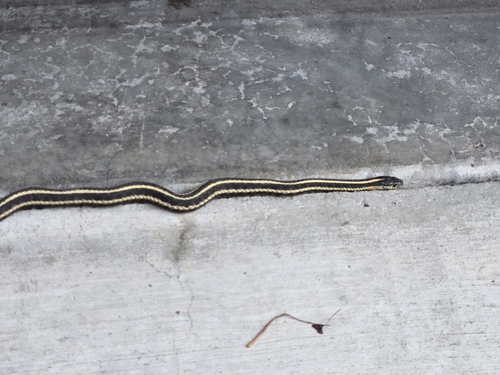 Thamnophis ordinoides observed 2026-10-28