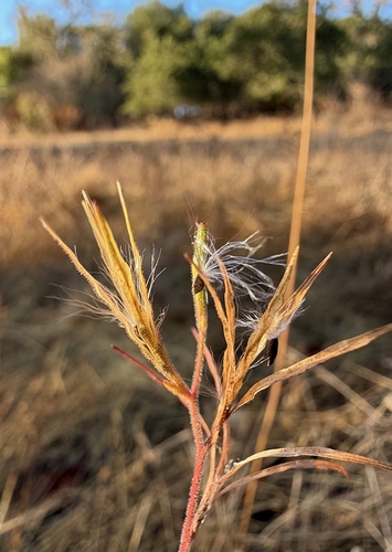 Epilobium brachycarpum, 2026-10-28