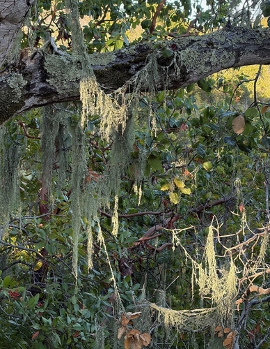 Ramalina observed 2026-10-28