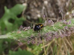 Cryptocephalus vittatus