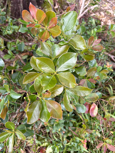 Psidium cattleianum observed 2026-10-26