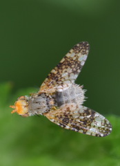 Oxyna parietina