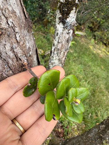 Metrosideros polymorpha observed 2026-10-26