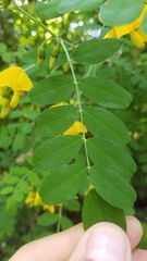 Colutea arborescens