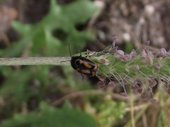 Cryptocephalus vittatus