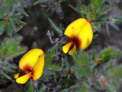 Pultenaea tenuifolia