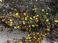 Pultenaea tenuifolia