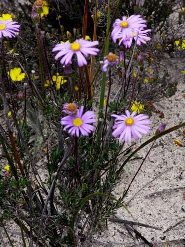 Image of Olearia ciliata by (c) Russell Best, some rights reserved (CC BY)