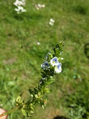 Veronica serpyllifolia