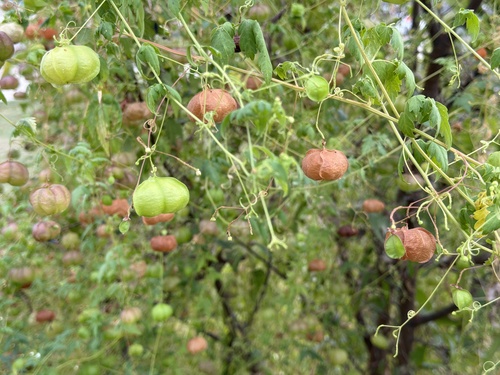 Cardiospermum halicacabum observed 2026-10-28