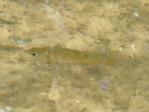 Lepomis macrochirus observed 2026-10-28