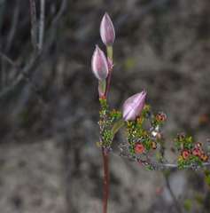 Thelymitra alcockiae