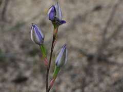 Thelymitra alcockiae