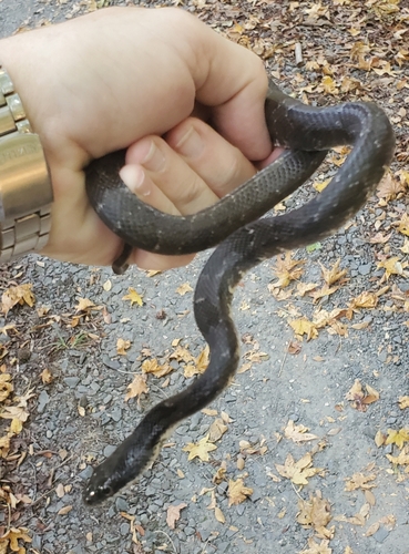 Serpentes observed 2026-10-28