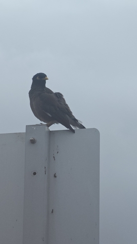 Acridotheres tristis observed 2026-10-28