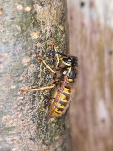 Vespula vulgaris observed 2026-10-28
