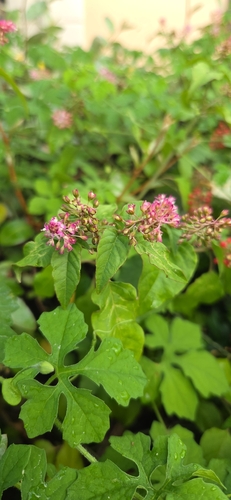 Rivina humilis observed 2026-10-28