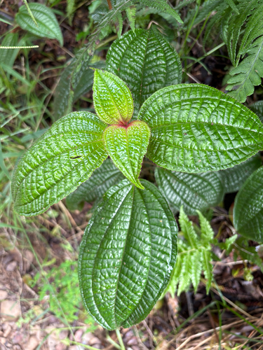 Miconia crenata observed 2026-10-26
