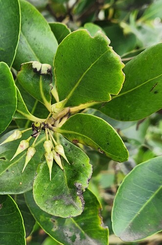 Aegiceras corniculatum observed 2026-10-27