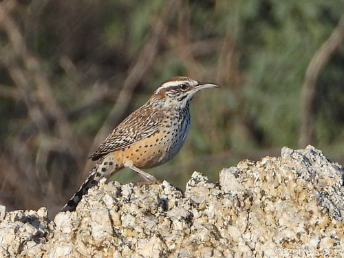 Campylorhynchus brunneicapillus observed 2026-10-28