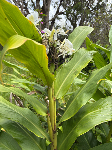 Hedychium coronarium observed 2026-10-26