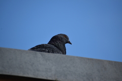 Columba livia domestica