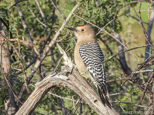 Melanerpes uropygialis observed 2026-10-28
