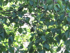 Periparus ater britannicus