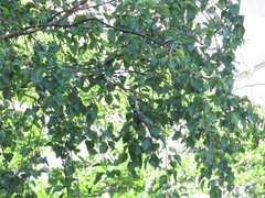 Periparus ater britannicus