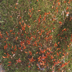 Distichium capillaceum