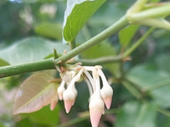 Rinorea elliptica
