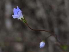 Wahlenbergia gracilenta
