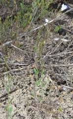 Wahlenbergia gracilenta