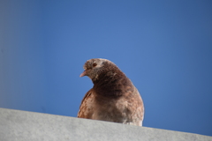 Columba livia domestica
