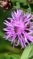 Pseudoanthidium nanum