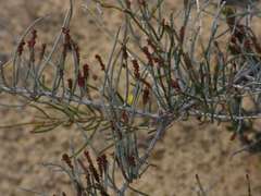 Allocasuarina pusilla