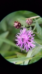 Pseudoanthidium nanum