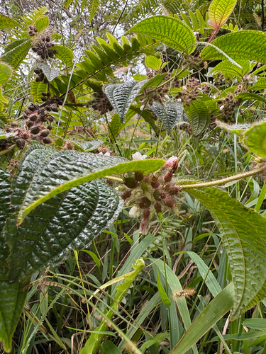 Miconia crenata observed 2026-10-26